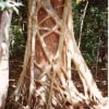http://commons.wikimedia.org/wiki/File:Ficus_watkinsiana_on_Syzygium_hemilampra-Iluka.jpg