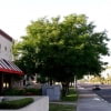 © Dr. Chris A. Martin, Arizona State University, USA http://www.public.asu.edu/~camartin/