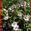 © Comunicación-Vegetal, S.L. http://www.comunicacionvegetal.com/index.php?r=1&fm_abc_eg=0&fm_eg=251&fm_ev=463&fm_ep=0&fm_por=0