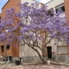 © Adriana Folch, Albert Mallol Anna Sais, Carlos gómez Gerard Carrión, Gerard Pie Joan Carles Gelabert, Josep Felip, Josep Mª Farrero, Pere Bartola, Rosa Cabarrocas i Salvador Soler, http://www.floracatalana.net