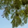 © Adriana Folch, Albert Mallol Anna Sais, Carlos gómez Gerard Carrión, Gerard Pie Joan Carles Gelabert, Josep Felip, Josep Mª Farrero, Pere Bartola, Rosa Cabarrocas i Salvador Soler, http://www.floracatalana.net