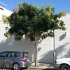 © UFEI, Urban Forest Ecosystem Institute, College of Agriculture at California Polytechnic State University, USA http://selectree.calpoly.edu/