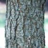 © UFEI, Urban Forest Ecosystem Institute, College of Agriculture at California Polytechnic State University, USA http://selectree.calpoly.edu/