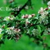 © Kwekerij PlantenTuin Esveld, www.esveld.nl