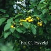 © Kwekerij PlantenTuin Esveld, www.esveld.nl