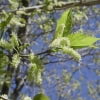 © The University of Arizona Campus Arboretum, http://arboretum.arizona.edu/