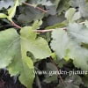 © Kwekerij PlantenTuin Esveld, www.esveld.nl