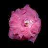 © Adriana Folch, Albert Mallol Anna Sais, Carlos gómez Gerard Carrión, Gerard Pie Joan Carles Gelabert, Josep Felip, Josep Mª Farrero, Pere Bartola, Rosa Cabarrocas i Salvador Soler, http://www.floracatalana.net