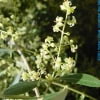 © Herbari virtual - Universitat Illes Balears - http://herbarivirtual.uib.es