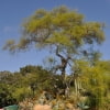 © UFEI, Urban Forest Ecosystem Institute, College of Agriculture at California Polytechnic State University, USA http://selectree.calpoly.edu/