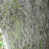 © UFEI, Urban Forest Ecosystem Institute, College of Agriculture at California Polytechnic State University, USA http://selectree.calpoly.edu/