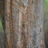 © UFEI, Urban Forest Ecosystem Institute, College of Agriculture at California Polytechnic State University, USA http://selectree.calpoly.edu/