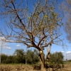 © Adriana Folch, Albert Mallol Anna Sais, Carlos gómez Gerard Carrión, Gerard Pie Joan Carles Gelabert, Josep Felip, Josep Mª Farrero, Pere Bartola, Rosa Cabarrocas i Salvador Soler, http://www.floracatalana.net