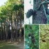 © Adriana Folch, Albert Mallol Anna Sais, Carlos gómez Gerard Carrión, Gerard Pie Joan Carles Gelabert, Josep Felip, Josep Mª Farrero, Pere Bartola, Rosa Cabarrocas i Salvador Soler, http://www.floracatalana.net