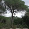 © Adriana Folch, Albert Mallol Anna Sais, Carlos gómez Gerard Carrión, Gerard Pie Joan Carles Gelabert, Josep Felip, Josep Mª Farrero, Pere Bartola, Rosa Cabarrocas i Salvador Soler, http://www.floracatalana.net