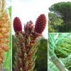 © Adriana Folch, Albert Mallol Anna Sais, Carlos gómez Gerard Carrión, Gerard Pie Joan Carles Gelabert, Josep Felip, Josep Mª Farrero, Pere Bartola, Rosa Cabarrocas i Salvador Soler, http://www.floracatalana.net