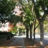 © UFEI, Urban Forest Ecosystem Institute, College of Agriculture at California Polytechnic State University, USA http://selectree.calpoly.edu/