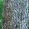 © UFEI, Urban Forest Ecosystem Institute, College of Agriculture at California Polytechnic State University, USA http://selectree.calpoly.edu/