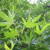http://be-x-old.wikipedia.org/wiki/%D0%A4%D0%B0%D0%B9%D0%BB:Platanus_orientalis_Digitata_JPG1b.jpg