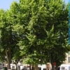 © Herbari Virtual - Universitat Illes Balears - http://herbarivirtual.uib.es