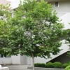 © UFEI, Urban Forest Ecosystem Institute, College of Agriculture at California Polytechnic State University, USA http://selectree.calpoly.edu/