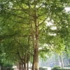 http://ca.wikipedia.org/wiki/Fitxer:PlatanusAcerifoliaTrunk.jpg