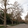 © UFEI, Urban Forest Ecosystem Institute, College of Agriculture at California Polytechnic State University, USA http://selectree.calpoly.edu/