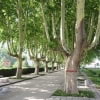 http://commons.wikimedia.org/wiki/File:PlatanusAcerifoliaTrunk4.jpg