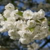 © David Emley, Keele University Arboretum, http://www.keele.ac.uk/arboretum/trees/