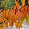 © David Emley, Keele University Arboretum, http://www.keele.ac.uk/arboretum/trees/