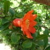 © Adriana Folch, Albert Mallol Anna Sais, Carlos gómez Gerard Carrión, Gerard Pie Joan Carles Gelabert, Josep Felip, Josep Mª Farrero, Pere Bartola, Rosa Cabarrocas i Salvador Soler, http://www.floracatalana.net