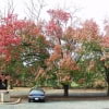 © UFEI, Urban Forest Ecosystem Institute, College of Agriculture at California Polytechnic State University, USA http://selectree.calpoly.edu/
