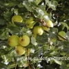 © Kwekerij PlantenTuin Esveld, www.esveld.nl