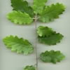 © Adriana Folch, Albert Mallol Anna Sais, Carlos gómez Gerard Carrión, Gerard Pie Joan Carles Gelabert, Josep Felip, Josep Mª Farrero, Pere Bartola, Rosa Cabarrocas i Salvador Soler, http://www.floracatalana.net