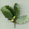 © Adriana Folch, Albert Mallol Anna Sais, Carlos gómez Gerard Carrión, Gerard Pie Joan Carles Gelabert, Josep Felip, Josep Mª Farrero, Pere Bartola, Rosa Cabarrocas i Salvador Soler, http://www.floracatalana.net