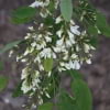 © Buchholz & Buchholz Nursery, http://buchholznursery.com/