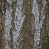 © Buchholz & Buchholz Nursery, http://buchholznursery.com/