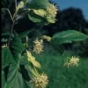 © Kwekerij PlantenTuin Esveld, www.esveld.nl