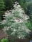 © Comunicación-Vegetal, S.L. http://www.comunicacionvegetal.com/disponibilidad-acer-negundo-flamingo-arce-negundo_8_407_0.html