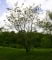 © UFEI, Urban Forest Ecosystem Institute, College of Agriculture at California Polytechnic State University, USA http://selectree.calpoly.edu/