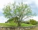 © UFEI, Urban Forest Ecosystem Institute, College of Agriculture at California Polytechnic State University, USA http://selectree.calpoly.edu/