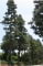 © UFEI, Urban Forest Ecosystem Institute, College of Agriculture at California Polytechnic State University, USA http://selectree.calpoly.edu/
