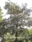 © Kwekerij PlantenTuin Esveld, www.esveld.nl