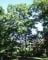 © UFEI, Urban Forest Ecosystem Institute, College of Agriculture at California Polytechnic State University, USA http://selectree.calpoly.edu/