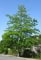 © UFEI, Urban Forest Ecosystem Institute, College of Agriculture at California Polytechnic State University, USA http://selectree.calpoly.edu/