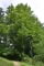 © UFEI, Urban Forest Ecosystem Institute, College of Agriculture at California Polytechnic State University, USA http://selectree.calpoly.edu/