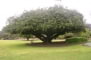 © UFEI, Urban Forest Ecosystem Institute, College of Agriculture at California Polytechnic State University, USA http://selectree.calpoly.edu/